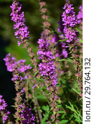 Дербенник иволистный, или плакун-трава (лат. Lythrum salicaria) Стоковое фото, фотограф lana1501 / Фотобанк Лори