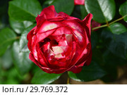 Роза чайно-гибридная Ностальжи (Ностальгия, TANeiglat, La Garconne), (Nostalgie). Rosen Tantau (Розы Тантау), Germany 1995. Стоковое фото, фотограф lana1501 / Фотобанк Лори