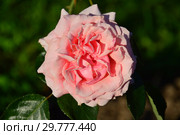 Роза флорибунда Турнамент, Поэзи (Berkeley, JACient), (лат. Tournament of Roses, Poesie). William A. Warriner (Вильям Уорнер), США 1988. Стоковое фото, фотограф lana1501 / Фотобанк Лори