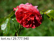 Роза флорибунда Хот Чоколэт (Хот Шоколад, Горячий Шоколад, Хот Кокоа, Горячее Какао, Kiwi, Nubya, WEKpaltlez), (лат. Hot Chocolate, Hot Cocoa). Tom Carruth, USA 2002. Стоковое фото, фотограф lana1501 / Фотобанк Лори