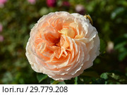 Роза кустарниковая Одиль Маскелье, Дэни Хан (Одиль Маскулье, Mashahn, MASodmas), (лат. Odile Masquelier, Dany Hahn). Guillot- Massad (Гийо-Массад), Франция 2004. Стоковое фото, фотограф lana1501 / Фотобанк Лори