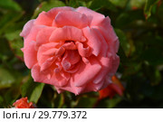 Роза чайно-гибридная Сонг энд Дэнс (Сон энд Данс, Hybrid Tea), (лат. Song and Dance, Song & Dance). Roses Fryer's, Великобритания 2005. Стоковое фото, фотограф lana1501 / Фотобанк Лори