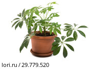Шеффлера Schefflera arboricola на белом фоне. Стоковое фото, фотограф Юлия Бабкина / Фотобанк Лори