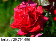 Роза чайно-гибридная Гранд Аморе (Гранде Аморе, KORcoluma, My Valentine, Walter Sisulu), (лат. Rosa Grande Amore). W.Kordes Sohne, Германия 2004. Стоковое фото, фотограф lana1501 / Фотобанк Лори