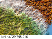Зелёный плесневой грибок на поверхности ржаного хлеба. Стоковое фото, фотограф Евгений Мухортов / Фотобанк Лори