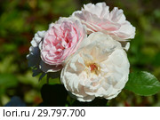 Роза флорибунда Наташа Ричардсон (Harpacte), (лат. Natasha Richardson). Harkness Roses (розы Харкнесса), Britain 2011. Стоковое фото, фотограф lana1501 / Фотобанк Лори