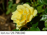 Роза чайно-гибридная Гайс Голд (Harmatch), (лат. Guy's Gold). Harkness Roses, Великобритания 2007. Стоковое фото, фотограф lana1501 / Фотобанк Лори