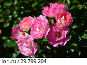 Роза миниатюрная Флирт 2011 (лат. Flirt 2011, KO 99/223-06, KORchakon, The Hilda Ogden Rose). W.Kordes Sohne, Германия 2011. Стоковое фото, фотограф lana1501 / Фотобанк Лори