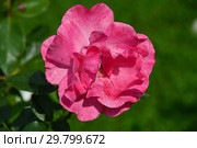 Роза флорибунда (шраб) Романзе (Романсе, Романце, Романс, TANezamor), (лат. Romanze). Rosen Tantau, Германия1985. Стоковое фото, фотограф lana1501 / Фотобанк Лори