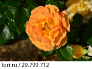 Роза флорибунда Хансештадт Росток (Хансэштадт Росток, RT 04-603, Mythique, Tan04603, Quuen Bee), (лат. Hansestadt Rostock). Hans Jürgen Evers. Rosen Tantau, Германия 2010. Стоковое фото, фотограф lana1501 / Фотобанк Лори