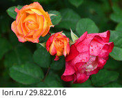 Роза кустарниковая (шраб) Марсель ан Флёрс (Марсэй ан Флёр, MASmarfle), (лат. Marseille en Fleurs). Petales de Roses. Massad, Франция 2009. Стоковое фото, фотограф lana1501 / Фотобанк Лори