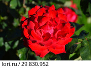 Роза чайно-гибридная Гранд Аморе (My Valentine, Гранде Аморе, KORcoluma, Walter Sisulu), (лат. Rosa Grande Amore). W.Kordes Sohne, Германия 2004. Стоковое фото, фотограф lana1501 / Фотобанк Лори