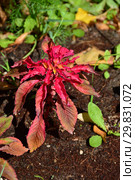 Однолетнее лекарственное растение Амарант, или Щирица (лат. Amaranthus) Стоковое фото, фотограф lana1501 / Фотобанк Лори