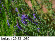 Пряный полукустарник Иссоп лекарственный (лат. Hyssopus officinalis) Стоковое фото, фотограф lana1501 / Фотобанк Лори