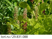 Фитолакка американская (Лаконос), (лат. Phytolacca americana L.) Стоковое фото, фотограф lana1501 / Фотобанк Лори