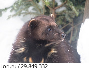 Росомаха. Стоковое фото, фотограф Галина Савина / Фотобанк Лори