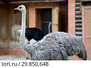 Самка страуса африканского (Struthio camelus Linnaeus), вид сбоку. Стоковое фото, фотограф Ирина Борсученко / Фотобанк Лори