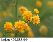 Japanese rose - Kerria japonica. Стоковое фото, фотограф Игорь Струков / Фотобанк Лори