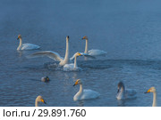 Fighting white whooping swans. Стоковое фото, фотограф Jan Jack Russo Media / Фотобанк Лори