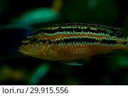 Fish in a large aquarium. Golden Cichlid (Melanochromis auratus) Стоковое фото, фотограф Катерина Белякина / Фотобанк Лори