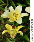 Лилия От-гибрид Форевер (Lilium OT-hybrids Forever) Стоковое фото, фотограф lana1501 / Фотобанк Лори