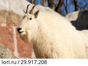 Снежная коза, самец (Oreamnos americanus) Стоковое фото, фотограф Щеголева Ольга / Фотобанк Лори