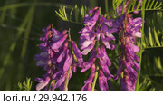 Цветущий мышиный горошек. Flowering tufted vetch. Close-up. Стоковое видео, видеограф Евгений Романов / Фотобанк Лори