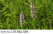 Цветущая орхидея пальчатокоренник. Flowering spotted orchid. Стоковое видео, видеограф Евгений Романов / Фотобанк Лори