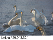 Fighting white whooping swans. Стоковое фото, фотограф Jan Jack Russo Media / Фотобанк Лори