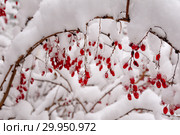 Ягоды барбариса под снежной шапкой зимой (2019 год). Стоковое фото, фотограф Анастасия Мелешкина / Фотобанк Лори