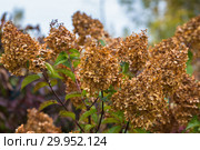 Гортензия метельчатая Ваниль Фрэз / Рени. Hydrangea paniculata Vanille Fraise / Rehny. Штамб. Стоковое фото, фотограф Ольга Сейфутдинова / Фотобанк Лори