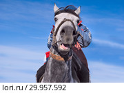 Horse muzzle. The horse hangs over the photographer. Стоковое фото, фотограф Валерий Тырин / Фотобанк Лори