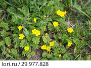 Лапчатка гусиная, или гусиная лапка (лат. Potentilla anserina) с жёлтыми цветами стелется на земле. Вид сверху. Стоковое фото, фотограф Светлана Попова / Фотобанк Лори