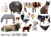 collection farm animals. Стоковое фото, фотограф Яков Филимонов / Фотобанк Лори