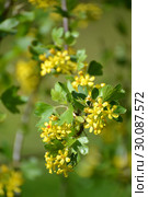Цветы смородины золотистой (Ribes aureum Pursh.) Стоковое фото, фотограф Ирина Борсученко / Фотобанк Лори