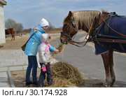 Женщина с маленькой дочерью кормят лошадь сеном на открытом воздухе. Калининградская область. Стоковое фото, фотограф Ирина Борсученко / Фотобанк Лори