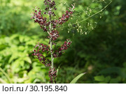 Соцветие дикорастущего ядовитого растения чемерица чёрная (Veratrum nigrum L.) на фоне зелёной листвы. Стоковое фото, фотограф Светлана Попова / Фотобанк Лори