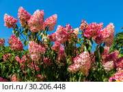 Гортензия метельчатая Ваниль Фрэз / Рени. Hydrangea paniculata Vanille Fraise / Rehny. Штамб. Стоковое фото, фотограф Ольга Сейфутдинова / Фотобанк Лори