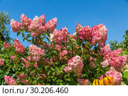 Гортензия метельчатая Ваниль Фрэз / Рени. Hydrangea paniculata Vanille Fraise / Rehny. Штамб. Стоковое фото, фотограф Ольга Сейфутдинова / Фотобанк Лори
