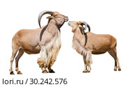 couple of barbary sheeps. Isolated over white. Стоковое фото, фотограф Яков Филимонов / Фотобанк Лори