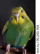 Budgerigar female green parrot budgie bird perched on a branch. Стоковое фото, фотограф Валерий Моисеев / Фотобанк Лори
