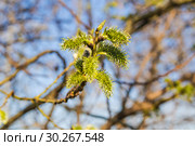 Женские соцветия цветущей ивы козьей (Salix caprea) Стоковое фото, фотограф Алёшина Оксана / Фотобанк Лори