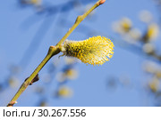 Мужское соцветие цветущей ивы козьей (Salix caprea) Стоковое фото, фотограф Алёшина Оксана / Фотобанк Лори