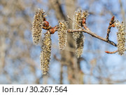 Осина обыкновенная (Populus tremula). Женские соцветия. Стоковое фото, фотограф Алёшина Оксана / Фотобанк Лори