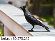 Индийская домовая ворона (Блестящий ворон).  Corvus splendens (2019 год). Стоковое фото, фотограф Овчинникова Ирина / Фотобанк Лори
