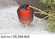 Фазан Трагопан Темминка (Temmincks tragopan) Стоковое фото, фотограф Галина Савина / Фотобанк Лори