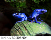 Лягушка голубой древолаз. Dyeing Poison Frog. Стоковое фото, фотограф Галина Савина / Фотобанк Лори