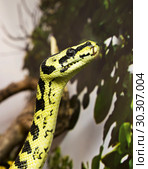 Ковровый питон (Carpet Python) Стоковое фото, фотограф Галина Савина / Фотобанк Лори