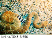 Змея красный гремучник. Red diamond rattlesnake. Стоковое фото, фотограф Галина Савина / Фотобанк Лори
