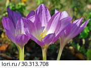 Цветущий безвременник (лат. Colchicum) крупным планом. Стоковое фото, фотограф Елена Коромыслова / Фотобанк Лори